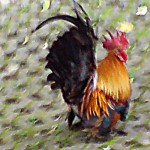 Cock at Radchada - Pic 4
